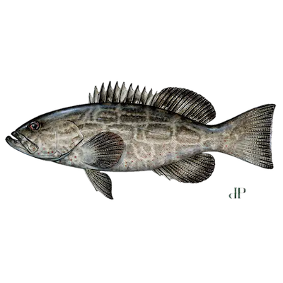 Black Grouper