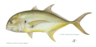 Crevalle Jack