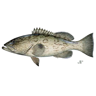 Gag Grouper