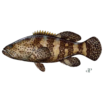 Goliath Grouper