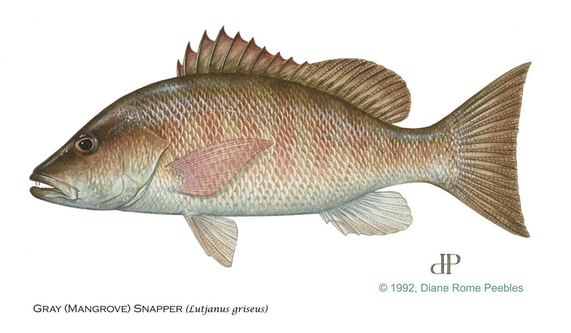Gray (Mangrove) Snapper,