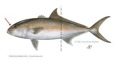 Greater Amberjack
