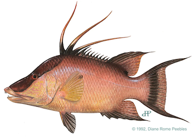 Hogfish