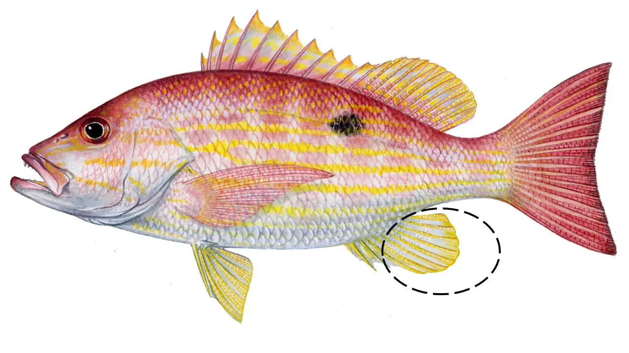 Lane Snapper