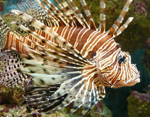 Lionfish Facts