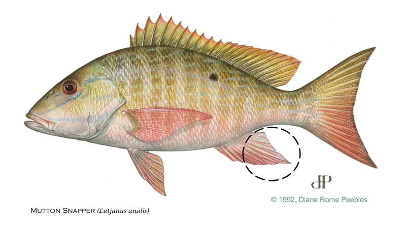 Mutton Snapper