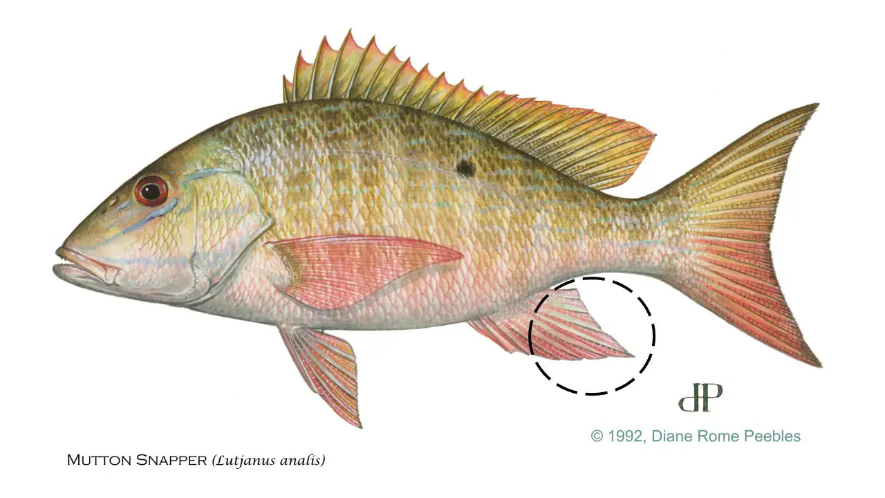 Mutton Snapper
