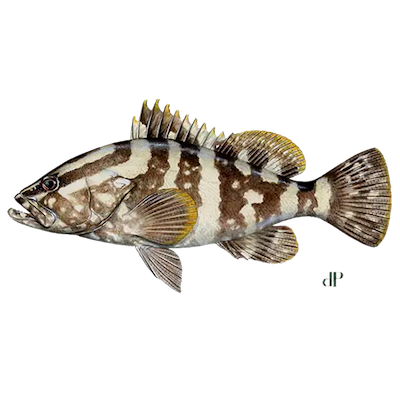 Nassau Grouper