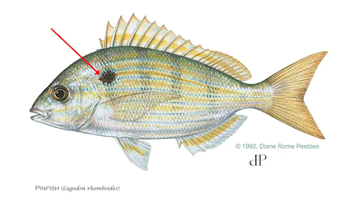 Pinfish