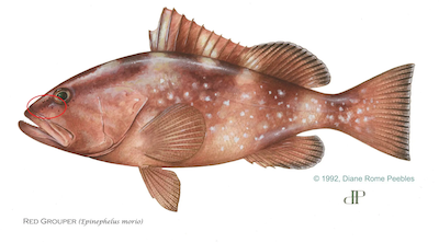 Red Grouper