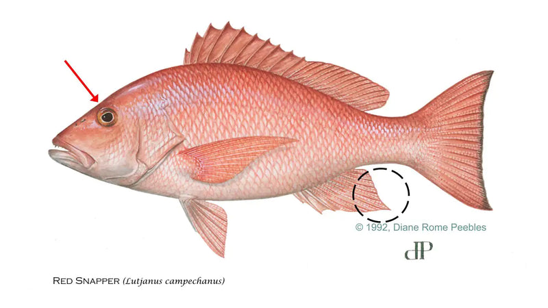 📅 Proposed 2026 Atlantic Red Snapper Dates