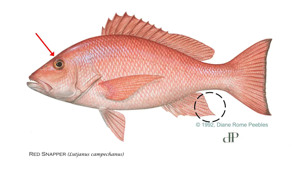 📅 Proposed 2026 Atlantic Red Snapper Dates