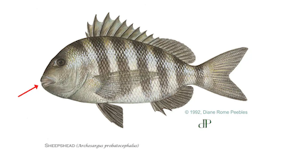 Sheepshead