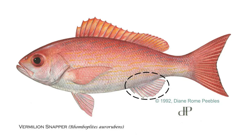 Vermilion Snapper