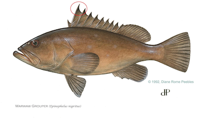 Warsaw Grouper