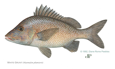 White Grunt