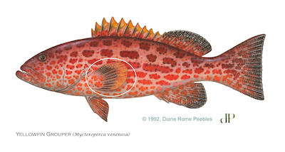 Yellowfin Grouper