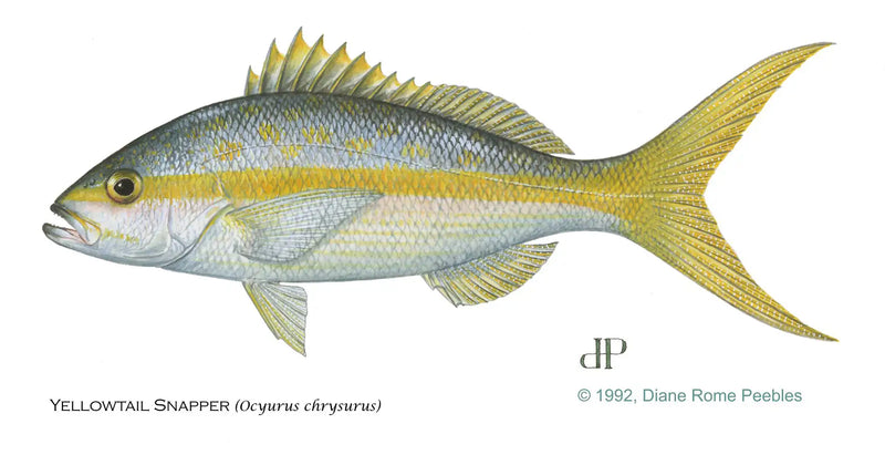 Yellowtail Snapper
